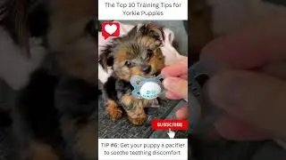 The Top 10 Training Tips for Yorkie Puppies: Number 6 #shorts #puppies