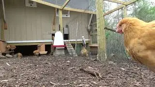 Young Buff Orpington chickens , roosters and hens in the run,  Enjoy this satisfying video.