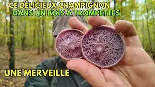 Ce délicieux champignon dans un bois à trompettes #champignons #asmr #nature #cepes