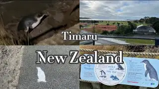 紐西蘭旅行🇳🇿Ep.2｜小藍企鵝 in Timaru!!!🐧｜半日遊提馬魯｜紐西蘭自駕遊南島