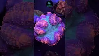 Top 5 Coral Care Tips Every Reefer Should Know! #viral #fyp  #aquarium #fish #corals #coraltank #4k