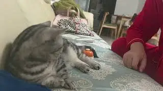 British Shorthair cat plays bell with owner in Shandong, China