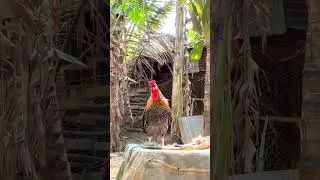 Master rooster crowing #chicken #roostercrowing #rooster #shorts