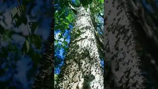 This Tree will K*ILL YOU!