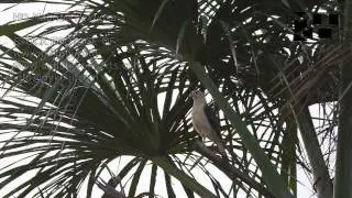 Moriche Palm Aguaje Mauritia flexuosa HD Stock Video Footage 1