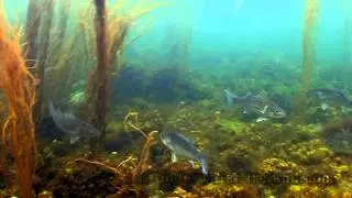 Underwater stock footage sea & ocean Ireland. 水下录像海和海洋 Im&aacute;genes subacu&aacute;ticas del mar.