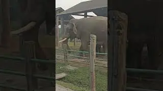 elephant breeding and training center in sauraha Unforgettable moment..