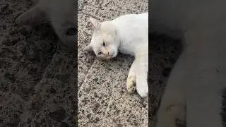 Uite ce pisic frumos am gasit in zona mea - pisica motan #pisică #pisica #motan #cat