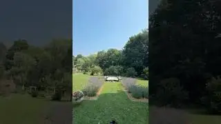 I created A Stunning Lavender Garden In Our Backyard, Toronto Canada #shorts #amazing #shortvideo