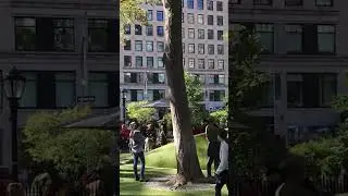 Dog park jammed in NYC