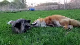 If you've ever wondered if foxes can laugh.