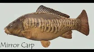 EVERY Fish in Lesni Vila Fishery! Fishing Planet - Czech Republic | Europe