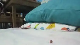 Dinosaur vs south American animal s1 turf war 