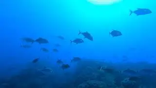 MY Royal Evolution - May 2024 - Sudan Liveaboard Scuba Diving