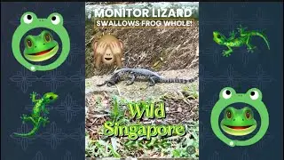 Monitor Lizard Swallows Frog Whole in the Wild