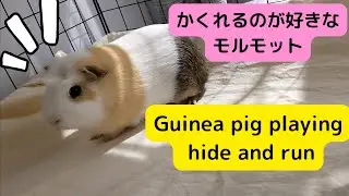 【モルモット】もぐって遊ぶのが大好き😁【Guinea pig】playing hide and run🐾