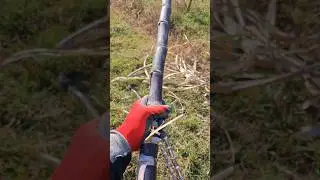Philippines  Black Sugar cane