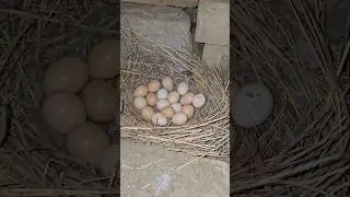 Irani Partridge Breeding Season | ##shorts #shortfeed #wildlife #partridges #eggs