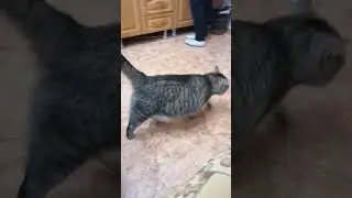 Упитанный кот