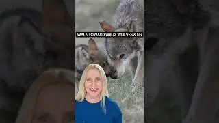 Walk toward wild : the story of wolves & us #wildlife #nature #wolfconservation #wolf #wolves