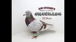 Silverado My 200 Mile Winner