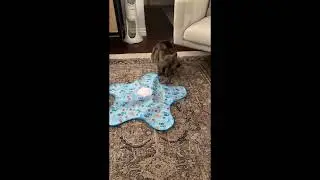 Trigger Your Cat&rsquo;s Hunting Instincts 😼 Automatic feather movement for active indoor play