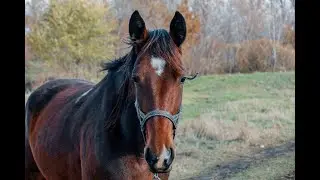 Horse Breading and Melting Process! 3 horse Breeding! #crossbreeding #horse #breedingprocess