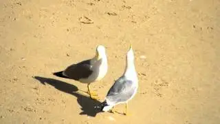 Yellow-legged gulls