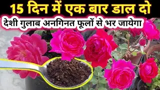 Rose plant growing tips.Desi gulab plant care. Rose plant care.गुलाब.gulab.देशी गुलाब.Plant care.
