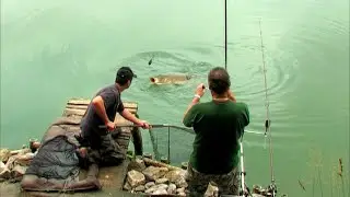 Pecanje šarana na Kočevskom jezeru u Sloveniji | Fishing carp in Slovenia