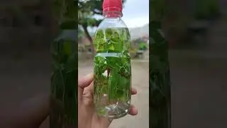 choco mint with stevia a good drink.