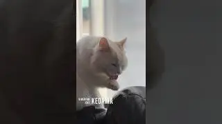 [SiberianCat] #11 Kedama the Siberian's #shorts
