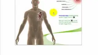 Free Myofascial Trigger Point Charts