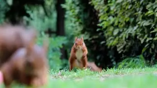 H&ouml;rnchen putzt sich, dann greift Raubvogel an | Squirrel notices attack from bird long before I did