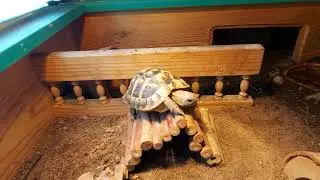 Rosie the Hermann's tortoise climbing and face plant! #hermannstortoise #tortoise