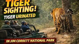 King of Corbett tiger seen urinating in Jim Corbett forest Look how beautiful the Nature #tiger 