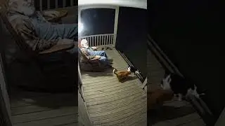 Cats saves man from bear attack (caught on Ring camera) #shorts
