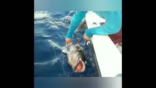 Pesca de Queen Snapper y Misty Grouper