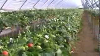 Flevoplant - odmiana Florentina