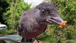 Introducing Jackdaw Sam…