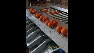 Citrus Size Sorting Machine Orange grading machine Lemon Grader sorter