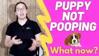 Puppy Not Pooping? (How long can they go and remedy)