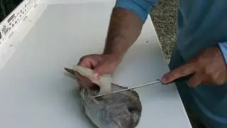 Captain Jim filets a porgy