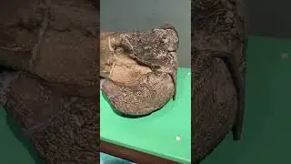 Check out a real T. Rex bone. 🦖🤩 #dinosaur #shorts