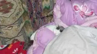 The Worlds Smallest Cat (We will miss you)