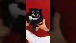owl vs drone | #youtubeshorts