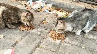 These Two Sibling Cats Are Very Happy When I Give Them Food