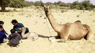 Camel birth time 😱#babycamel #birth#mostviewed #mostviral#1millionviews🐫&hearts;️