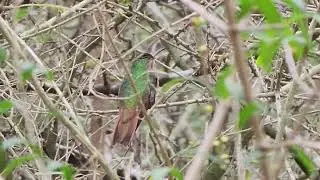 Buff-Bellied Hummingbird, Edinburg TX