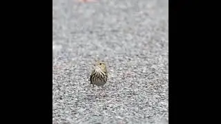 Ovenbird tweetin'